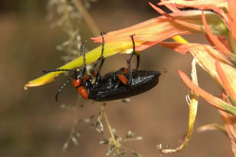 Wetland delineation flag markers visible against natural vegetation backdrop from adjusted photographer position